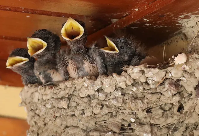 Four young swallows shout for food while sitting on the nest of a house terrace in Nicosia, Cyprus, 03 June 2020. Swallows are migratory birds, they come to the island very early in the spring, they reproduce and leave late autumn to the warm African countries. (Photo by Katia Christodoulou/EPA/EFE)