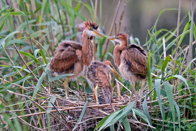 Purple heron (Ardea purpurea) squabs in their nest at the nature reservation “Wagbachniederung” in Waghaeusel, near Karlsruhe, Germany, 07 June 2020. The Wagbachniederung is an important breeding and resting place for breeding birds in Europe, which are endangered by extinction, and is one of the most important bird protection areas in Germany. (Photo by Ronald Wittek/EPA/EFE)