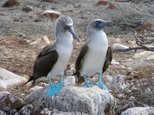 Blue-Footed Booby