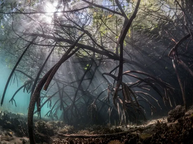 Mangroves & Underwater – Highly Commended. An Underwater Forest by Marelo Johan Ogata, Indonesia. The light, angles and shapes of a mangrove forest underwater. (Photo by Marelo Johan Ogata/Mangrove Photographer of the Year)
