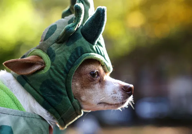 A dog wears a costume during the Halloween Dog Parade at Tompkins Square Park in New York City, U.S., October 22, 2022. (Photo by Caitlin Ochs/Reuters)