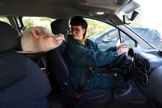 Manon Rault, sits in her car with 6-year-old Gustave, one of her two domesticated miniature pigs with whom she lives, in Guingamp, Brittany, France, on March 18, 2025. (Photo by Stephane Mahe/Reuters)
