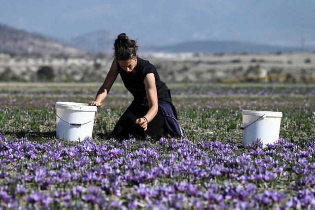 A woman harvests blue-and-purple flower petals of saffron in a field of the village of Krokos, near Kozani, north-west Greece on November 1, 2024. Beneath the beautiful flowers, which can fetch five to nine euros ($5.45-9.8) for a single gram, the earth is cracked and parched after uncommonly long periods of drought. (Photo by Sakis Mitrolidis/AFP Photo)