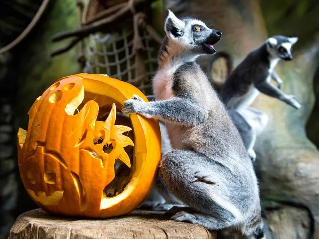 A lemur plays with pumpkin at the zoo, in Dvur Kralove nad Labem, 146 kilometers east of Prague, Czech Republic, Thursday, October 23, 2014. The zoo is decorated with the many pumpkin lanterns and other decorations in preparation for Halloween. (Photo by David Tanecek/AP Photo/CTK)