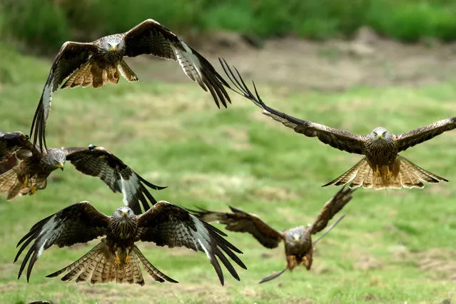 Red kites descend on Gigrin Farm Red Kite Feeding Centre on July 15, 2020 in Rhayder, United Kingdom. As the pandemic lockdown eases in Wales, the famous Gigrin Farm Red Kite Feeding Centre, is ready to open again on 18 July after implementing social distancing measures in the hides and visitor centre. Visitors are now able to book online to see the birds at the Powys farm which is endorsed by the Royal Society for the Protection of Birds. Wild red kites are fed everyday of the year by farmer Chris Powell and has continued throughout the COVID-19 lockdown.. In the 1970's the population of the bird of prey dropped to only 30 but a sustained conservation project by Chris Powell and his team has been a massive success with up to 500 red kites visiting each afternoon creating an aerobatic spectacle as the birds swoop for morsels of beef. (Photo by Christopher Furlong/Getty Images)
