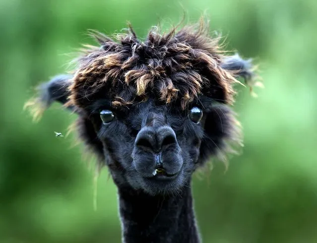 A newly sheared alpaca looks on as its stand in a pasture in Eugendorf, Austria. (Photo by Kerstin Joensson/Associated Press)