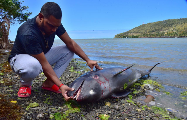 An unidentified man looks at the carcass of a dolphin that died and was washed up on shore at the Grand Sable, Mauritius on August 26, 2020. (Photo by Beekash Roopun/L'Express Maurice via Reuters)