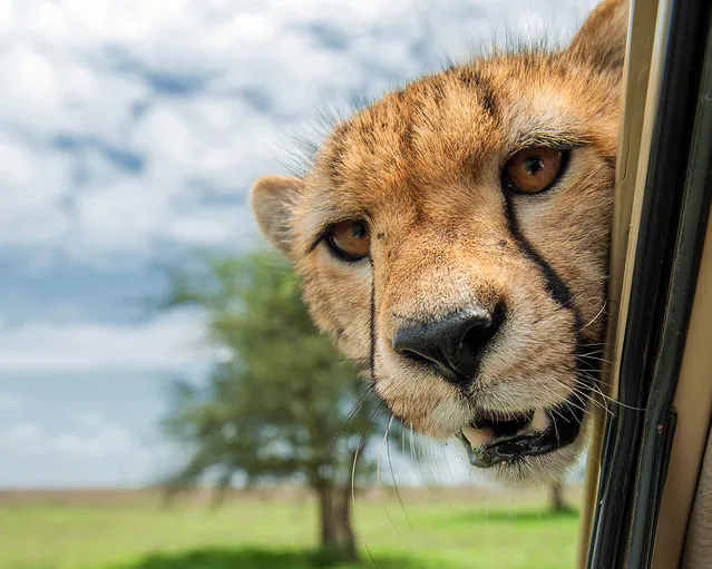 'Driver! Folow that gazelle!' A big cat pokes its head round a car window. (Photo by Marc Mol/Comedy Wildlife Photography Awards/Mercury Press)