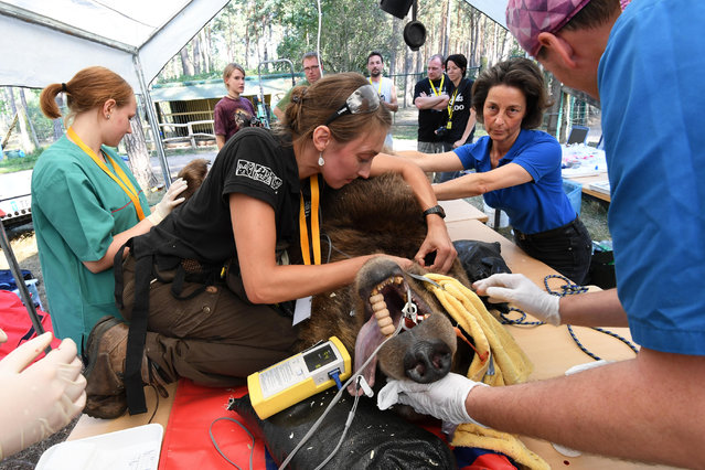 The teeth of narcotized brown bear Igor are examined by specialists in a field hospital at wild park Johannismuhle near Baruth, Germany, 16 September 2016. Vets of the Leipnitz-Institute for zoo and wild animal research and teeth specialists want to operate on a back tooth of the more than 250-kilogramme-heavy bear. (Photo by Ralf Hirschberger/DPA/Alamy Live News)