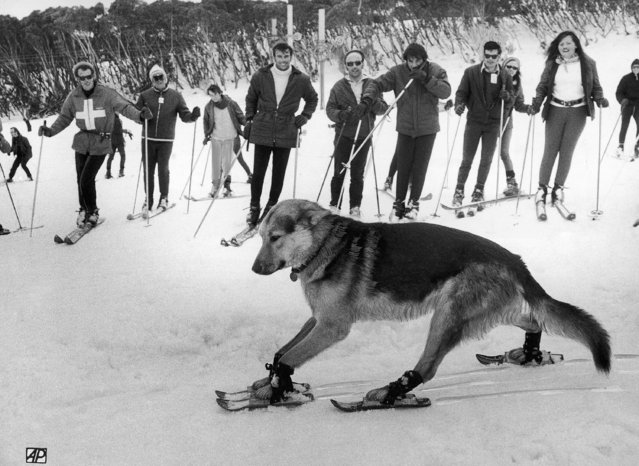 Alsation “Captain” struggles to keep his balance on two pairs of children's skis, fitted by his master, Ski-tow operator, Hans Grimus, in an attempt to keep man and dog together, while moving around on the snow-covered slopes of Mount Buller, 160 miles north-east of Melbourne, Australia on October 28, 1970. (Photo by AP Photo)