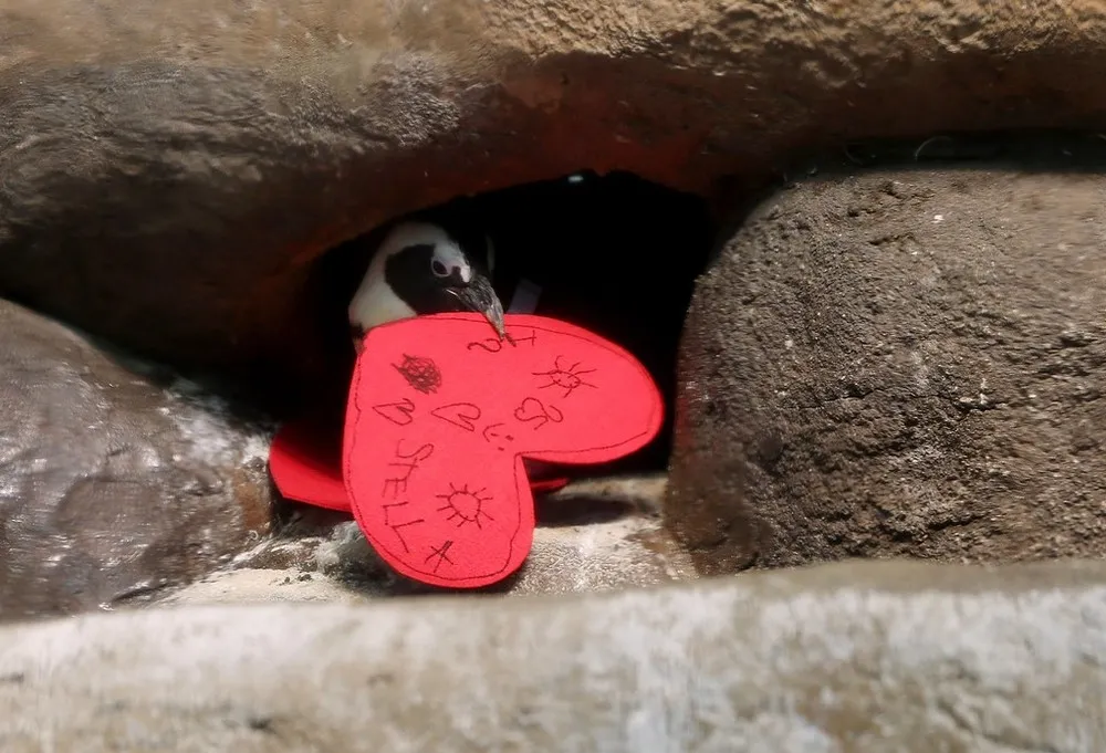Valentine's Day Celebrated at California of Sciences
