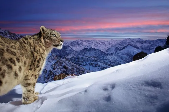 World of the snow leopard by Sascha Fonseca, Germany. Against a backdrop of the mountains of Ladakh in northern India, a snow leopard is caught by Sascha’s carefully positioned camera trap. Thick snow blankets the ground, but the big cat’s dense coat and furry footpads keep it warm. Sascha captured this image during a three-year bait-free camera-trap project high up in the Indian Himalayas. He is fascinated by snow leopards, not only because of their incredible stealth but also because of their remote environment, making them one of the most difficult large cats to photograph in the wild. (Photo by Sascha Fonseca/Wildlife Photographer of the Year)