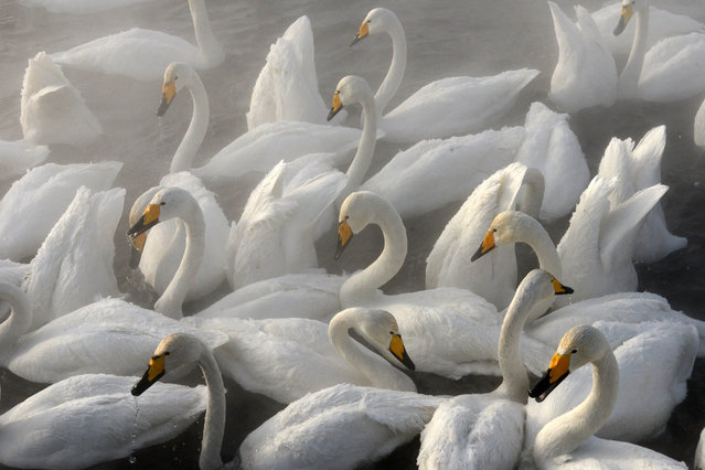 Whooper swans spending the winter on Lebedinoye lake in Altai, Russia on January 21, 2018. (Photo by Tatyana Valko/TASS/Barcroft Images)