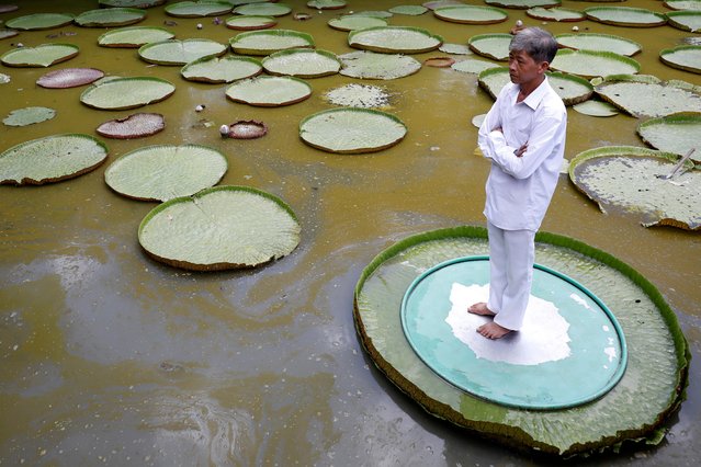 A man poses for a photo on a large lotus leaf at a pagoda in Dong Thap province, Vietnam on July 18, 2020. (Photo by Kham via Reuters)