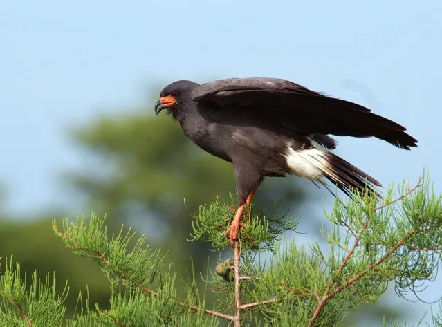 A Snail Kite, one of Florida's iconic breeding bird species, perches on a branch at J. W. Corbett Wildlife Management Area near West Palm Beach, Florida in this July 12, 2008 handout photo. Florida water managers are worried about the growing population of the South American apple snail, which has become a food source for the endangered Snail Kite, but is also threatening Everglades clean up efforts. (Photo by Mike Baranski/Reuters/FWC)
