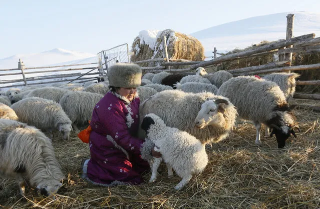Head of the nomad camp of Tanzurun Darisyu works near Kyzyl town in the Republic of Tuva on February 14, 2018. (Photo by Ilya Naymushin/Reuters)