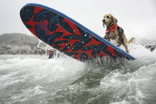 Coconut is pushed through the breakers during the World Dog Surfing Championships Saturday, Aug. 2, 2025, in Pacifica, Calif. (Photo by Eakin Howard/AP Photo)