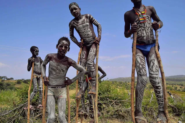 Young boys from the Mursi tribe walk on stilts in Ethiopia's southern Omo Valley region, near Jinka, on September 22, 2016. The Mursi are a Nilotic pastoralist ethnic group in Ethiopia. The construction of the Gibe III dam, the third largest hydroelectric plant in Africa, and large areas of very 'thirsty' cotton and sugar plantations and factories along the Omo river are impacting heavily on the lives of tribes living in the Omo Valley who depend on the river for their survival and way of life. Human rights groups fear for the future of the tribes if they are forced to scatter, give up traditional ways through loss of land or ability to keep cattle as globalisation and development increases. (Photo by Carl De Souza/AFP Photo)