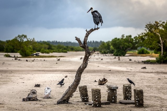 A migratory bird perches on a dead tree in a deforested patch in Mida Creek, near Watamu, on August 4, 2025. Along the shores of Marereni and Mida Creek in Kenya, local communities are bringing once-declining mangrove forests back to life with their own hands, supported by COBEC and the nonprofit Seatrees. Through a biodiversity credit program, global contributions help fund the effort, while on the ground, women's groups and local youth grow, plant, and protect the trees. Together, their work has already restored millions of mangroves, reviving fish stocks and biodiversity, shielding the coastline, and turning care for the environment into a source of pride and income. (Photo by Luis Tato/AFP Photo)