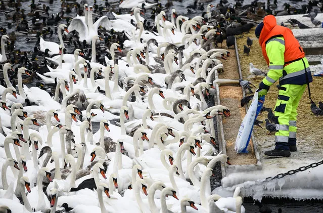 Hundreds of swans and differnt birds are fed in Stockholm, Sweden on March 6, 2018. (Photo by Jonathan Nackstrand/AFP Photo)