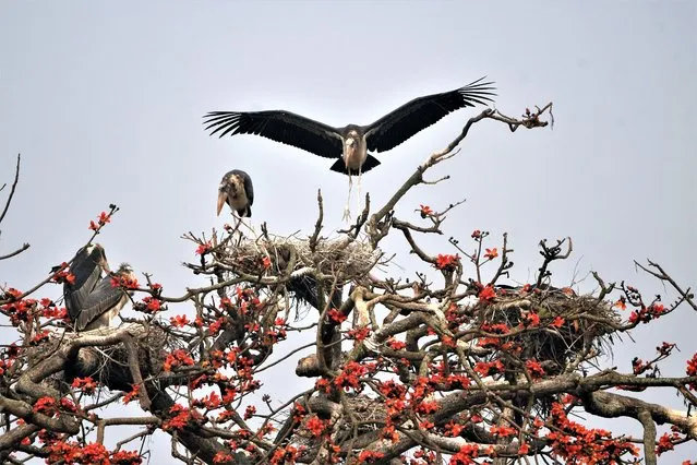 Adjutant storks, an endangered species, rest near their nest atop a tree in full bloom in Nagaon District of Assam, India on February 6, 2023. (Photo by Anuwar Hazarika/NurPhoto via Getty Images)