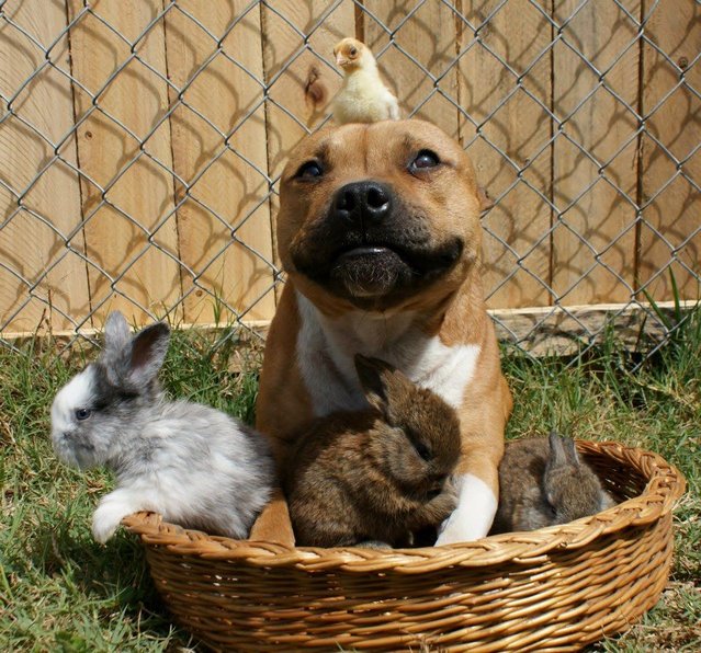 Meet Boom, the Pit Bull who Loves Birds and Rabbits