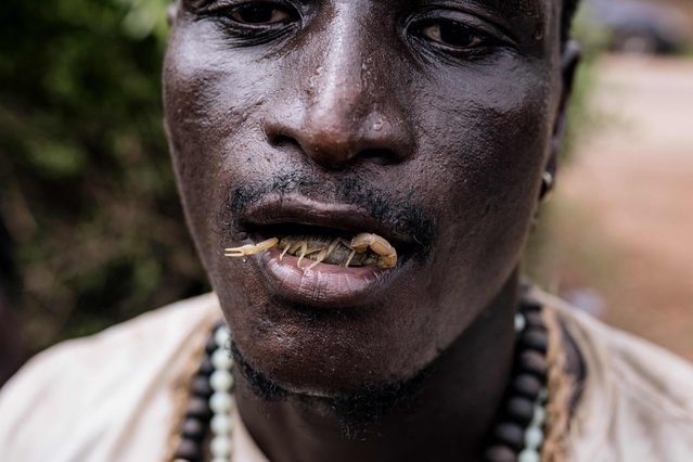 A man holds a live scorpion with his tongue during the 2025 Jola Cultural Festival (Futampaff) in Thiobon, Cassamance region, on August 6, 2025. The Festival is a significant cultural event for the Jola people, marking the transition from boyhood to manhood. As part of the rites, young initiates prepare to enter the sacred forest, a deeply spiritual journey guided by tradition and ancestral wisdom. The ceremony also teaches the importance of respecting elders and women, learning how to share, and embracing principles of success and community. (Photo by Muhamadou Bittaye/AFP Photo)