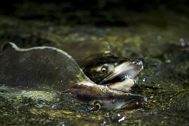 Salmon swim upstream in a river outside Yuzhno-Kurilsk, the main settlement on the Southern Kurile Island of Kunashir in this September 15, 2015, file photo. Researchers on November 5, 2015, said some fish and amphibians, when navigating murky freshwater environments like rivers and streams, can turn on an enzyme in their eyes that supercharges their ability to see infrared light, sharpening their vision in the muck and mire. (Photo by Thomas Peter/Reuters)