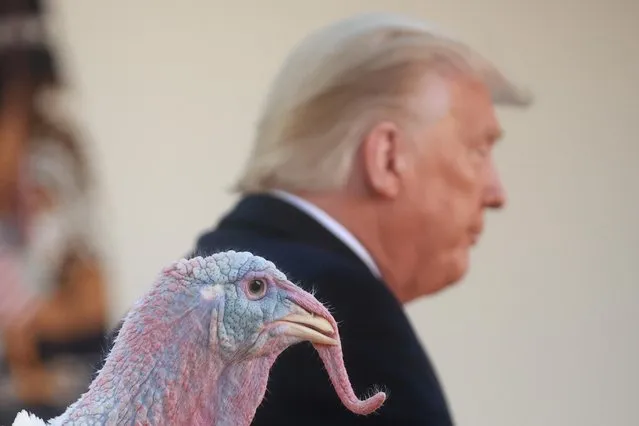The National Thanksgiving Turkey Corn stands by as President Donald Trump speaks during the 73rd annual presentation and pardoning in the Rose Garden at the White House in Washington, November 24, 2020. In the Rose Garden, Trump pardoned the 42-pound turkey named Corn as part of an annual presidential ritual, the sparing of a turkey from American dinner tables on the Thanksgiving holiday. (Photo by Hannah McKay/Reuters)