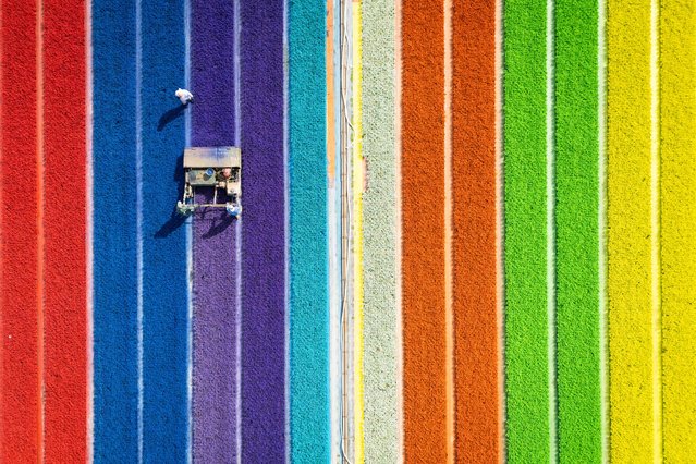An aerial view taken on September 11, 2025 shows employees of 'Les Callunas d'Alsace' paint with water-based paint made some Callunas Vulgaris, in Obernai, eastern France. (Photo by Sebastien Bozon/AFP Photo)