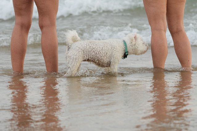 A dog cools off in the surf at Birubi Point at Port Stephens, north of Sydney as temperatures soared close to 40 degrees Celsius (104 degree Fahrenheit) in some of the hottest temperatures recorded for October in the Sydney region, Wednesday, October 22, 2025. (Photo by Mark Baker/AP Photo)
