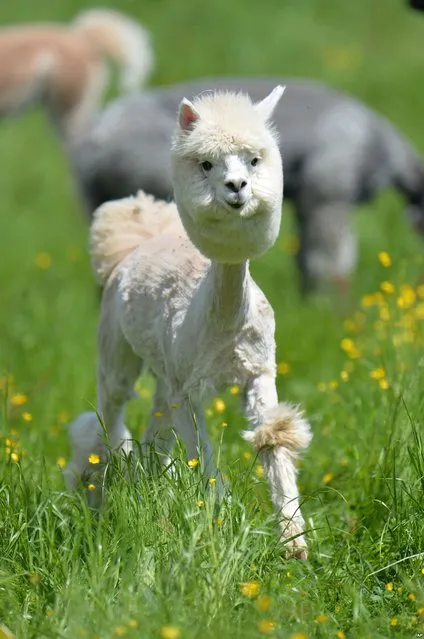 A recently shorn alpaca grazes in its pasture at the Alpaca-Land farm in Salzburg, Austria, on May 14, 2013. The annual shearing is done in the spring to make the animals more comfortable during the summer months. (Photo by Kerstin Joensson/AP Photo)