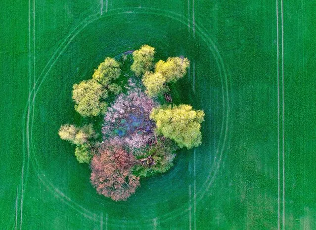 An aerial view shows a pond surrounded by trees in a field near Sieversdorf, Brandenburg, Germany, 14 April 2016. Such natural environments form ecologically valuable habitats in heavily used agricultural areas. (Photo by Patrick Pleul/EPA)