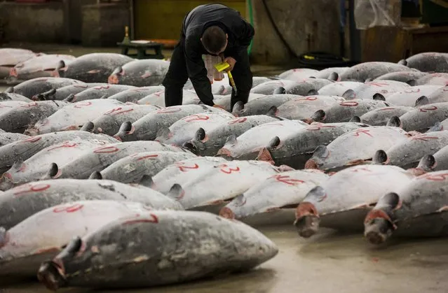 A wholesaler checks the quality of frozen tuna displayed at the Tsukiji fish market before the New Year's auction in Tokyo January 5, 2015. (Photo by Thomas Peter/Reuters)