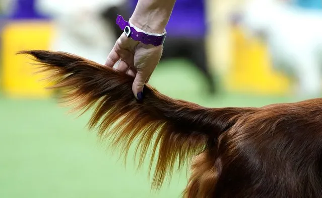 A handler grabas an Irish Setter's tail during the Annual Westminster Kennel Club Dog Show judging of Sporting at Arthur Ashe Stadium in Queens, New York on May 9, 2023. (Photo by Timothy A. Clary/AFP Photo)