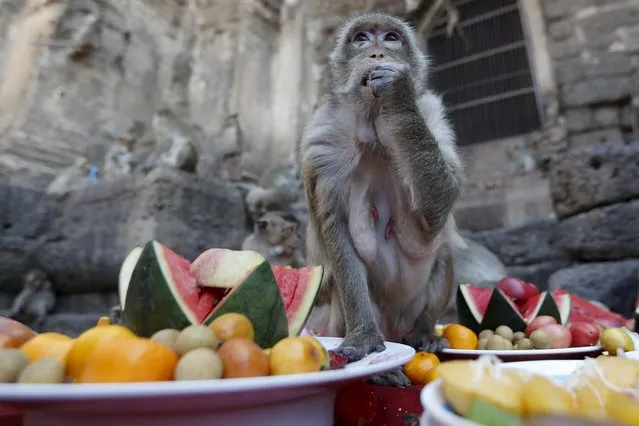 A long-tailed macaque eats fruits during the annual Monkey Buffet Festival at the Phra Prang Sam Yot temple in Lopburi, north of Bangkok, November 29, 2015. (Photo by Jorge Silva/Reuters)