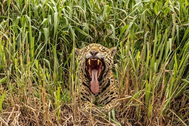 It may look like this jaguar is roaring on the banks of the St Lawrence River in Pantanal, south Brazil early December 2025. In fact it is yawning. (Photo by Tomas Thibaud/TwoPointO Media)