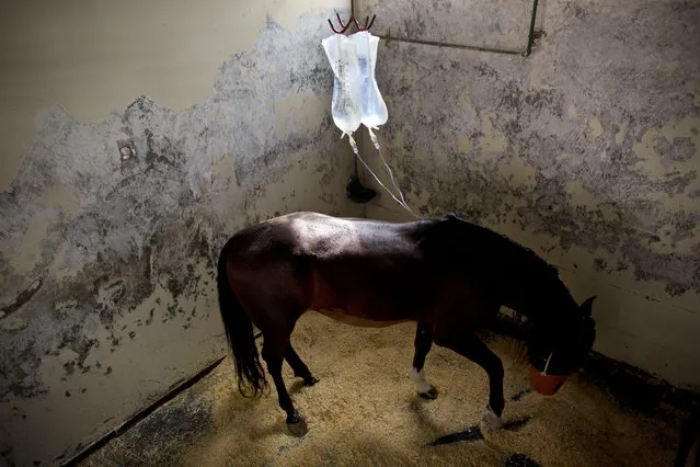 In this Monday, November 23, 2015 photo, a horse receives medication in his recovery stall after a surgery at the Hebrew University's Koret School of Veterinary Medicine in Rishon Lezion, Israel. (Photo by Oded Balilty/AP Photo)