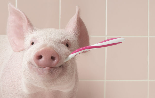 Pig brushing teeth, close-up. (Photo by Digital Zoo/Getty Images)