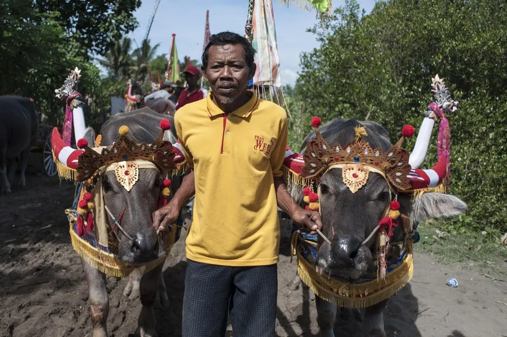 Competitors Gather for the Traditional Water Buffalo Race