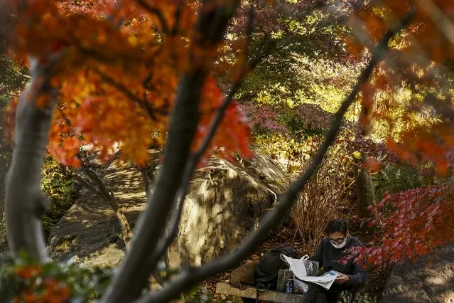 A man reads a newspaper as he sits underneath trees in autumn colours in a park in Tokyo December 4, 2015. (Photo by Thomas Peter/Reuters)