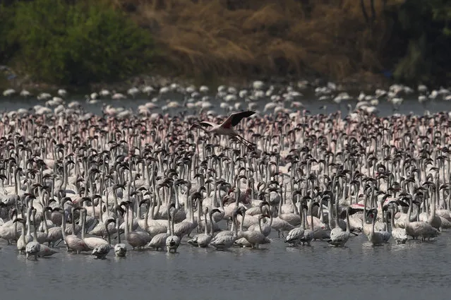 Flocks of flamingos are pictured in a pond in Navi Mumbai on March 29, 2021. (Photo by Punit Paranjpe/AFP Photo)