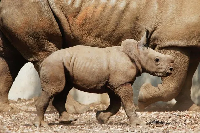 A three week old baby female rhino walks in the Ramat Gan Safari Park near Tel Aviv, Israel, Monday, September 17, 2018. The center's spokeswoman Sagit Horowitz said it is the 30th birth of a rhinoceros in the Safari park. (Photo by Ariel Schalit/AP Photo)