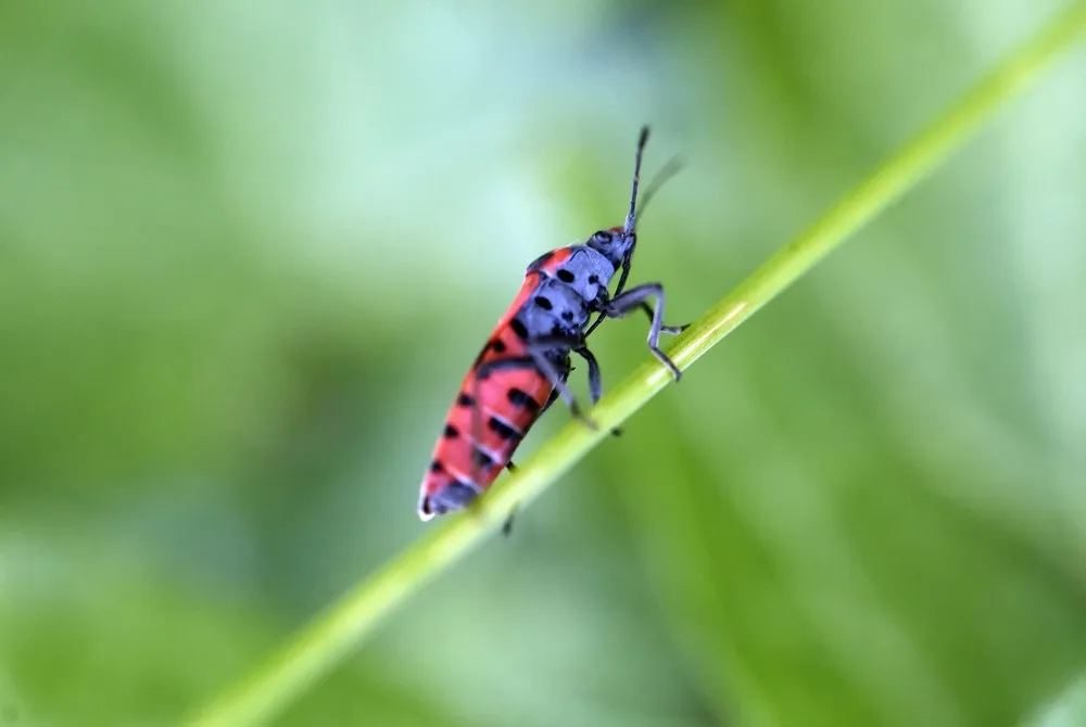 Some Photos: Insects