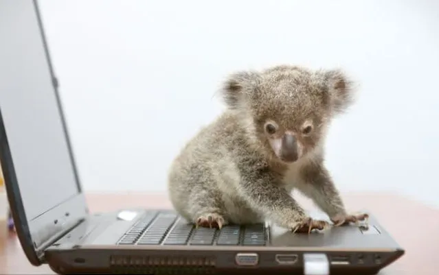 Raymond The Baby Koala