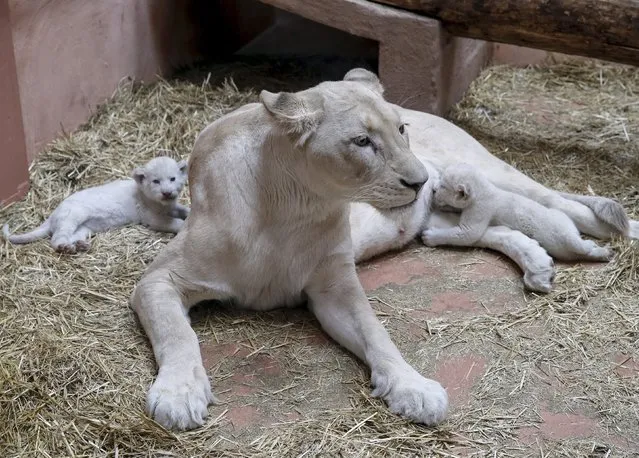 A white lioness and two of her three cubs are seen at a private zoo called "12 Months" in the town of Demydiv, Ukraine, January 13, 2016. (Photo by Gleb Garanich/Reuters)