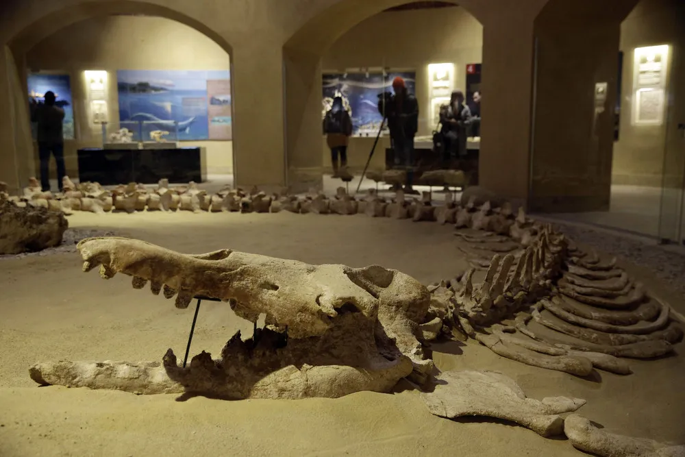 Middle East's First Museum Dedicated to Fossils