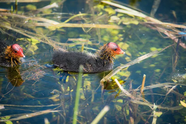 A coot chick at Pitsford Nature Reserve, Northamptonshire, England. (Photo by Martin Cushen/Alamy Stock Photo)