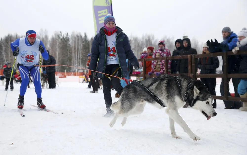 Dog Sled Race in Russia