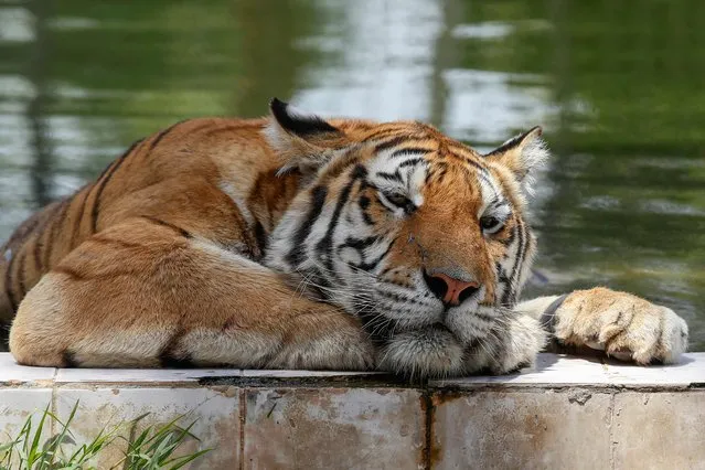 A Siberian tiger cools off amid sweltering temperatures at the Baghdad Zoo in the Iraqi capital on August 8, 2023. (Photo by Ahmad Al-Rubaye/AFP Photo)